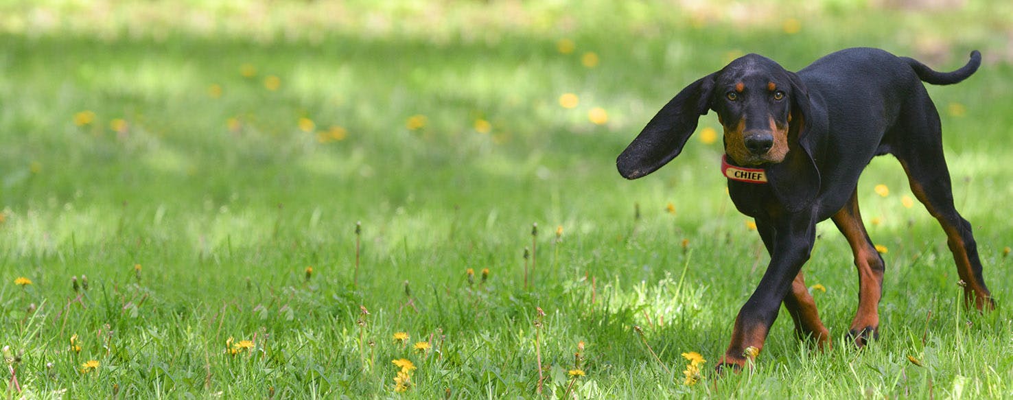 Coon dog sale names